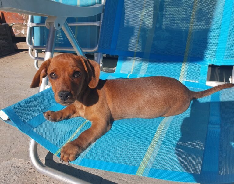 Salud recomienda vacunar contra la rabia a los animales domésticos de Comodoro Rivadavia y Rada Tilly