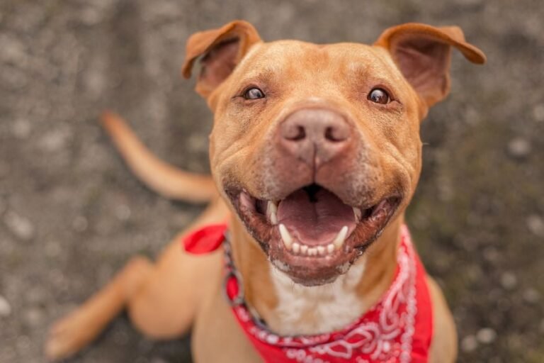Un pitbull atacó en el rostro a una nena de dos años