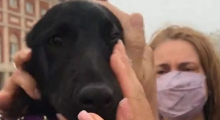 Le pegaba a su cachorro: un grupo de turistas se lo compró para salvarlo