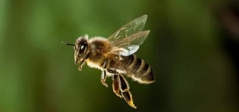 Iba en moto por la ruta y murió atacado por abejas