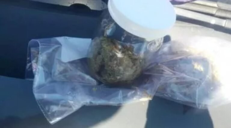 Secuestran cannabis y hongos alucinógenos en el ingreso al Parque Nacional