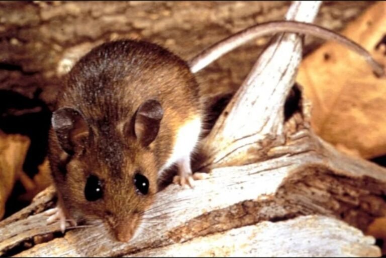 Confirmaron el caso de Hantavirus en el Parque Nacional Los Alerces