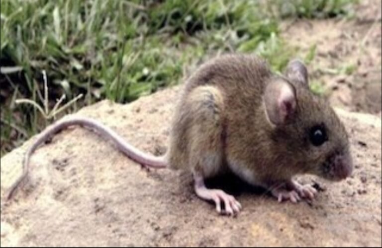Recuerdan medidas para prevenir casos de Hantavirus