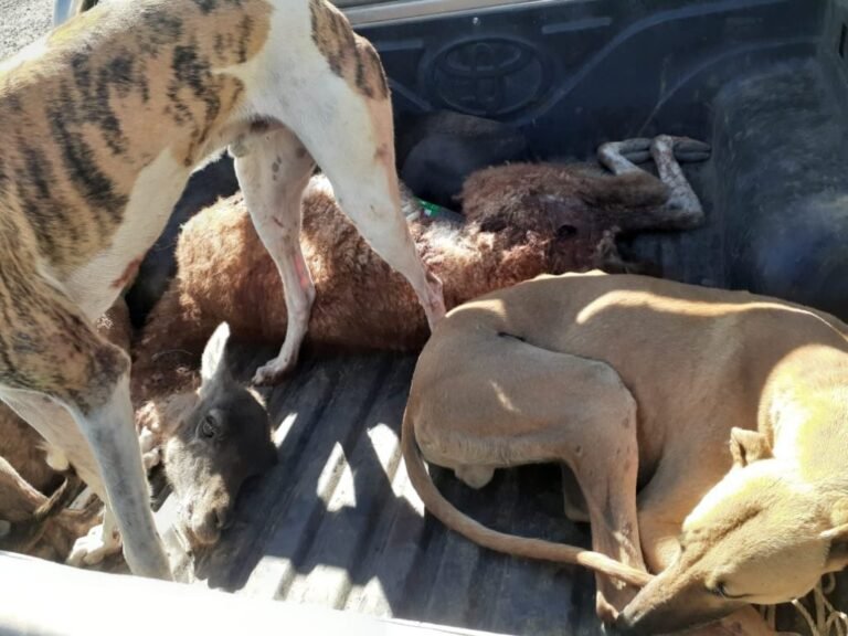 Un cazador se quedó sin el guanaco y sin su camioneta