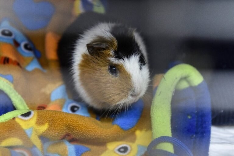 Hong Kong ordena sacrificar hámsters tras detectar brote de Covid-19