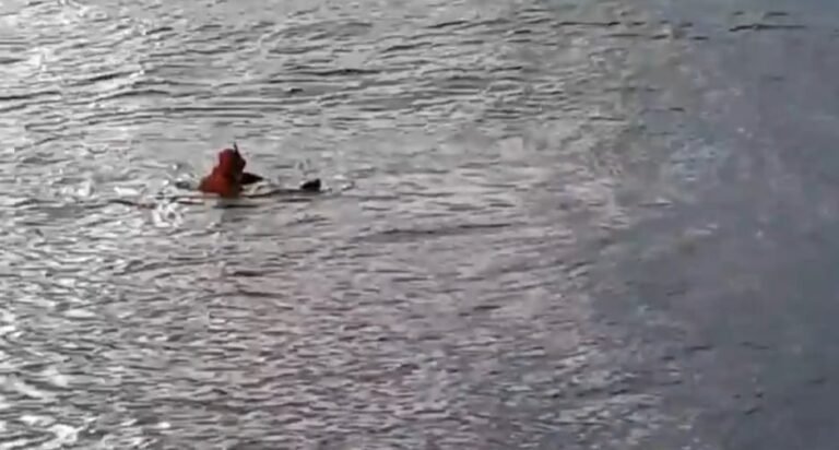 Prefectura rescató a un perro que se ahogaba 400 metros mar adentro