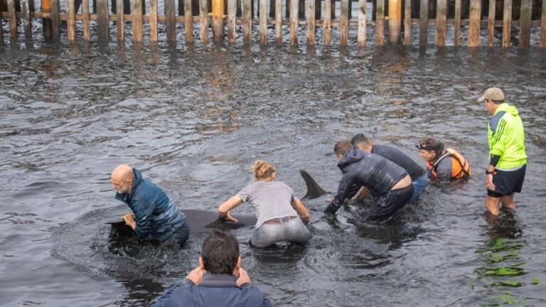 Decenas de delfines quedaron varados en las costas de Ushuaia