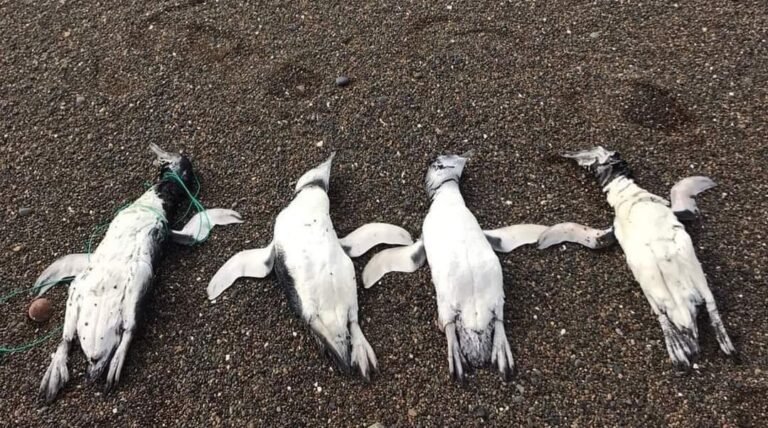 Encontraron pingüinos muertos, algunos con residuos plásticos en su cuello