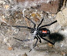 Consejos ante la presencia de animales ponzoñosos