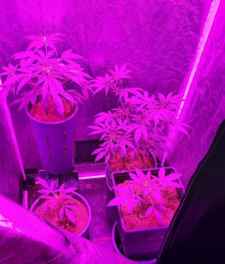 Fueron por una estafa y encontraron plantas de marihuana