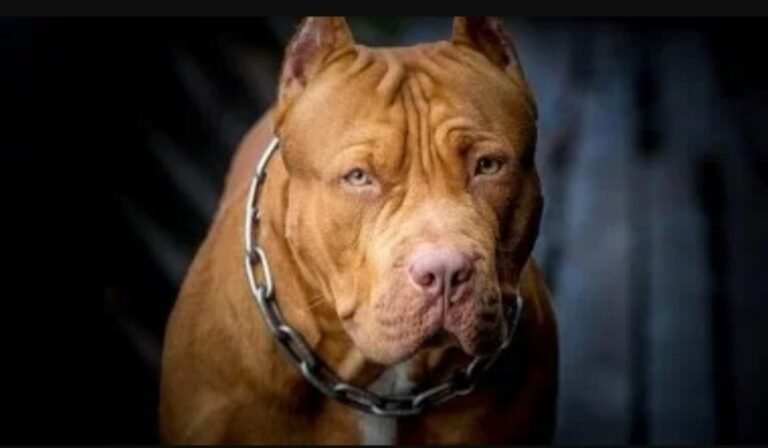 Un pitbull atacó a una beba de siete meses: le perforó un pulmón y está grave