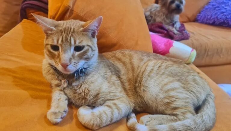 Perdió su gato en Plottier y apareció 30 días después en Comodoro 