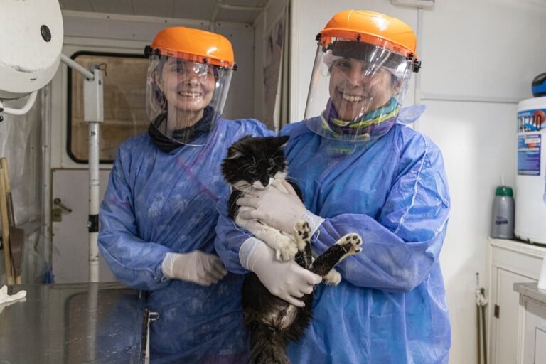 Castración masiva y gratuita de perros y gatos: 150 turnos disponibles