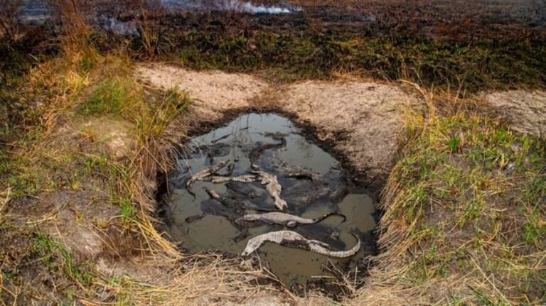 El drama de los animales salvajes tras los incendios de Corrientes