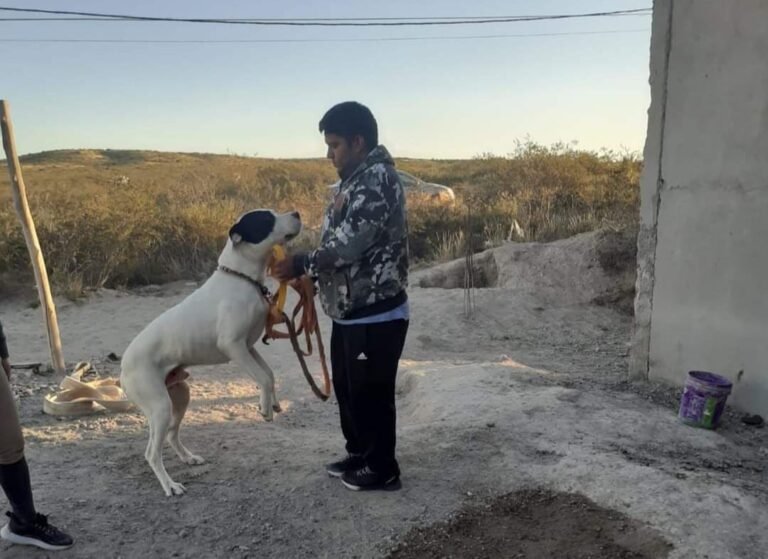 Rescataron a un perro dogo que estaba atado, sin agua y al sol