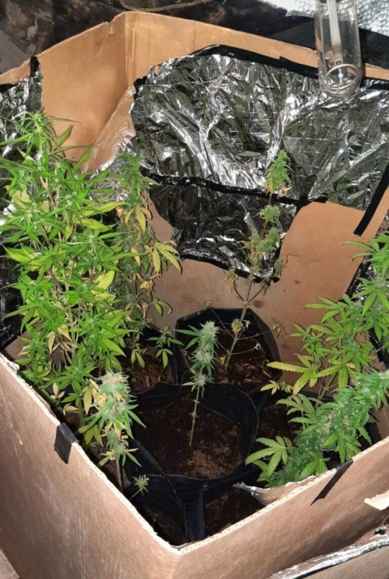 Encontraron plantas de marihuana en un allanamiento por robo