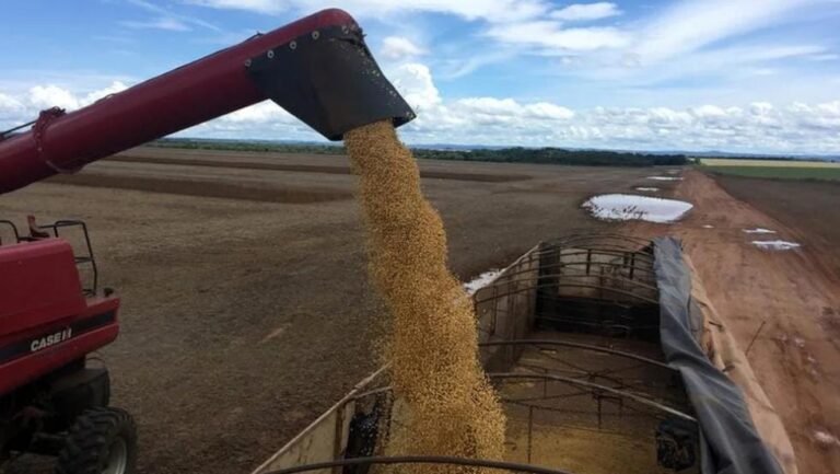Maíz, trigo y soja: inestabilidad y derrumbe de precios