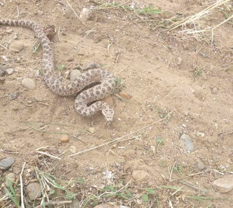 Apareció una yarará ñata mientras limpiaban un terreno en Bella Vista Sur