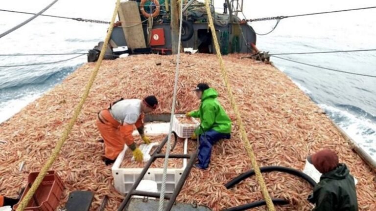 Peligran las exportaciones de langostinos en Chubut