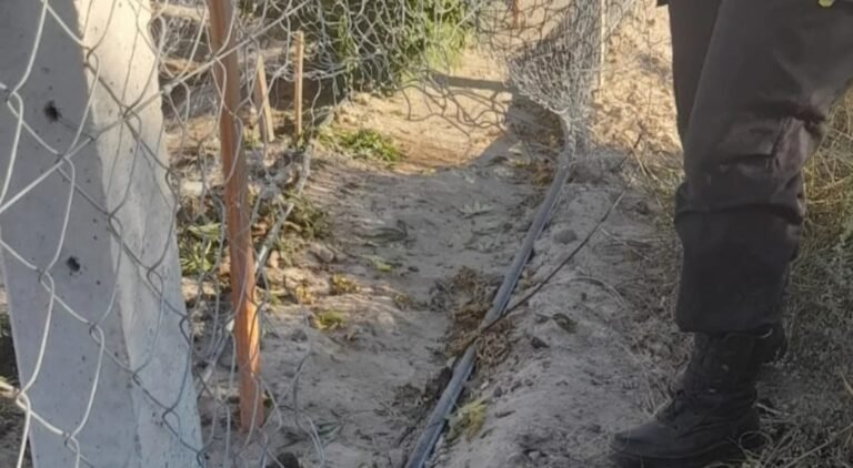 Robaron más de 30 plantas de marihuana del Conicet – Cenpat