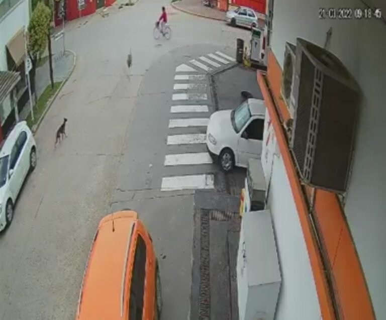 A toda velocidad, un ñandú se llevó por delante a una ciclista