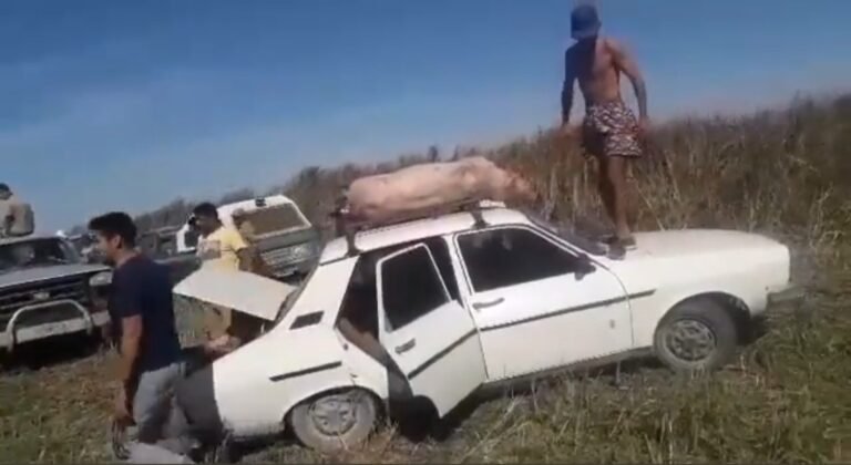 Volcó un camión con cerdos y los vecinos se desesperaron por llevárselos
