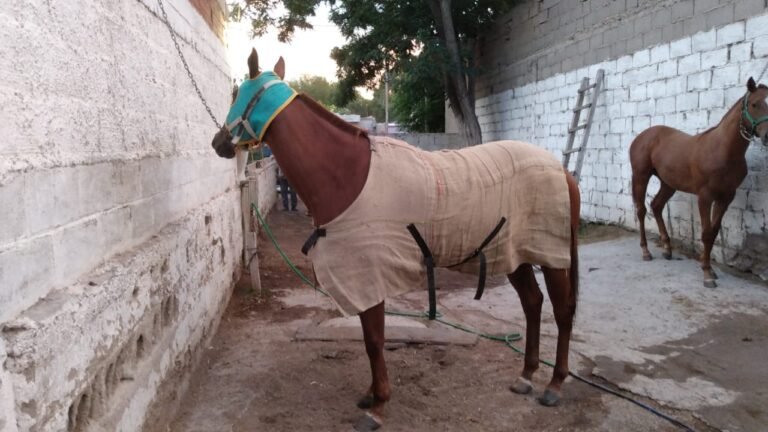 Robaron una yegua de carrera del Hipódromo de Santa Rosa