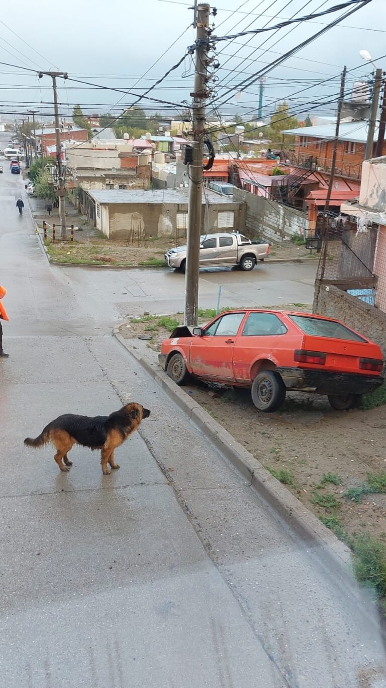 Un vehículo sin conductor bajó una pendiente y chocó contra una palma