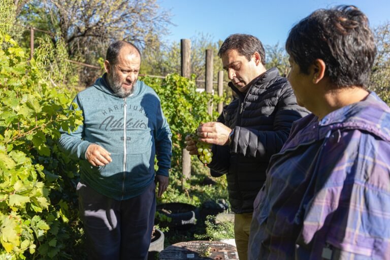 Un viñedo en barrio Laprida con proyección de producción vitícola