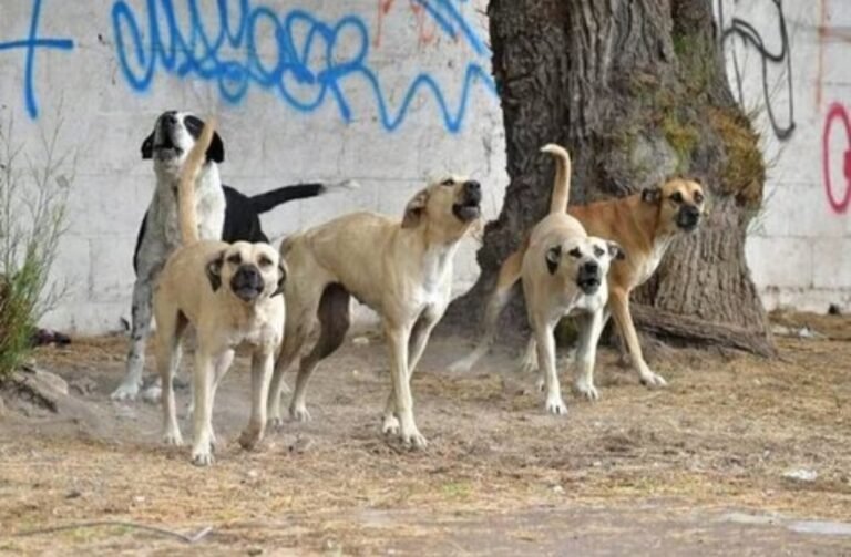 “Genocidio animal”: critican la decisión municipal de sacfrificar a los perros que pasen 6 meses sin ser adoptados