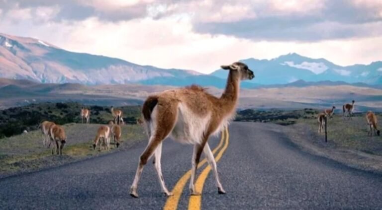 Recomiendan a automovilistas tener precaución por presencia de animales silvestres en las rutas