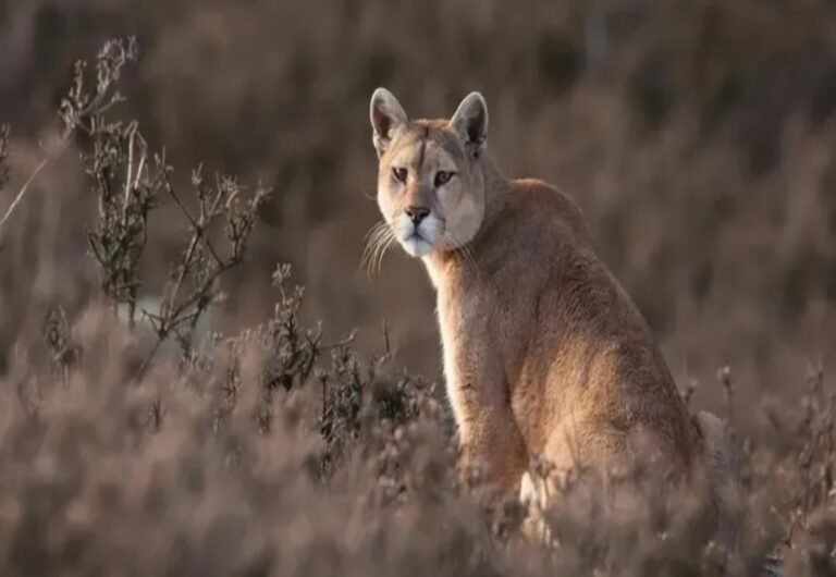 Disfrutaba del paisaje y quedó cara a cara con dos pumas
