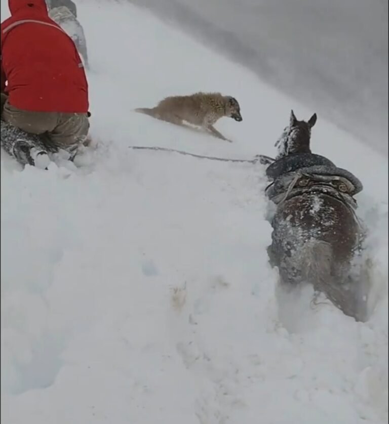 Crianceros caminan por la nieve en el norte neuquino para salvar a sus animales