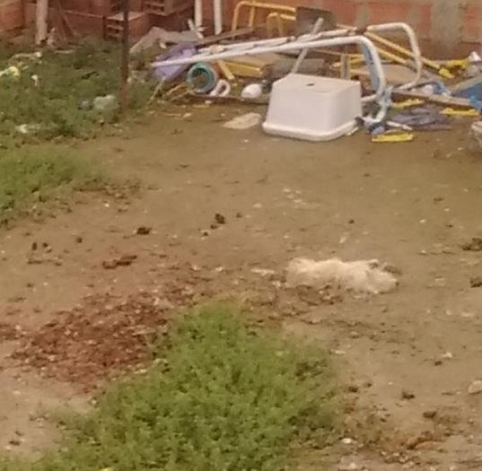 Maltrato animal: Cuatro perros muertos en un patio