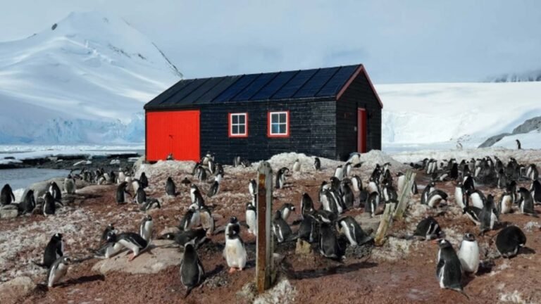 Búsqueda laboral en la Antártida: Pagan hasta US$ 2300 para contar pingüinos