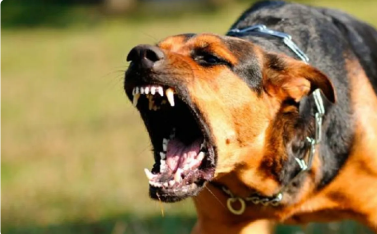 Una nena recibió ocho puntos tras el feroz ataque de una jauría de perros