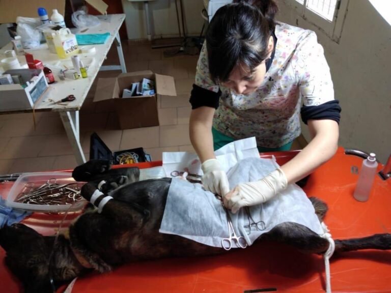 Vacunación antirrábica y castración canina en barrios de Comodoro Rivadavia, Río Mayo y Río Senguer