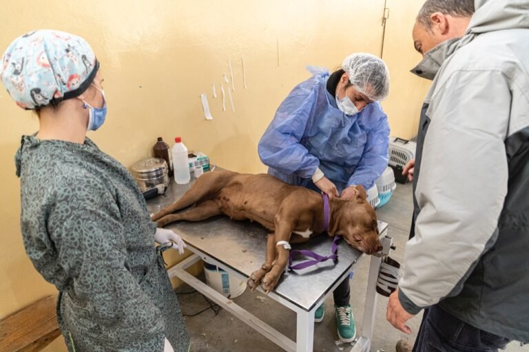 Extenderán el servicio de esterilización de animales a los fines de semana