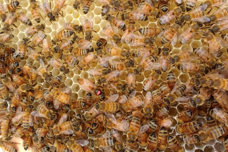 Se realizará la primera exposición del sector apícola en la región