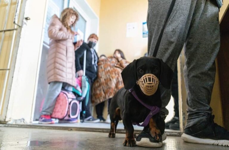 Jornada de vacunación antirrábica