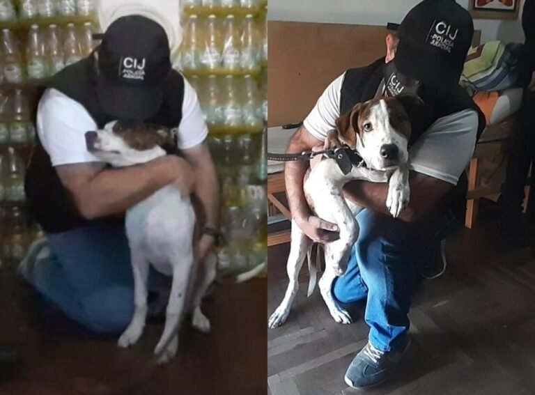 Rescataron a la perra maltratada y golpeada que se viralizó en redes