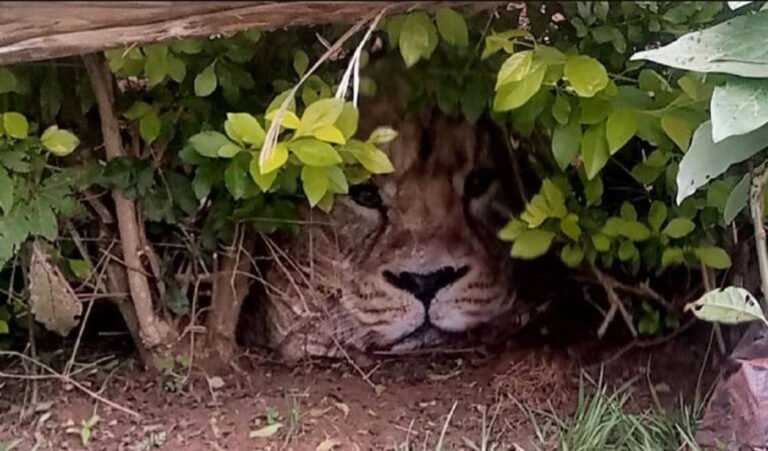 La alarma por un león suelto pasó del miedo a la risa cuando se descubrió que era una bolsa de súper