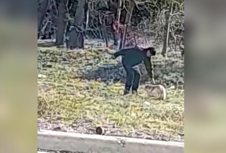 Maltrato animal: apuñaló a un perro porque le ladró