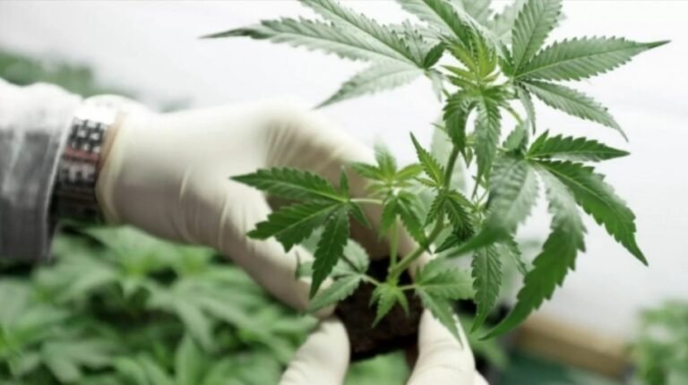 Rada Tilly y la oportunidad de ser pionero en la producción de Cannabis medicinal en la provincia