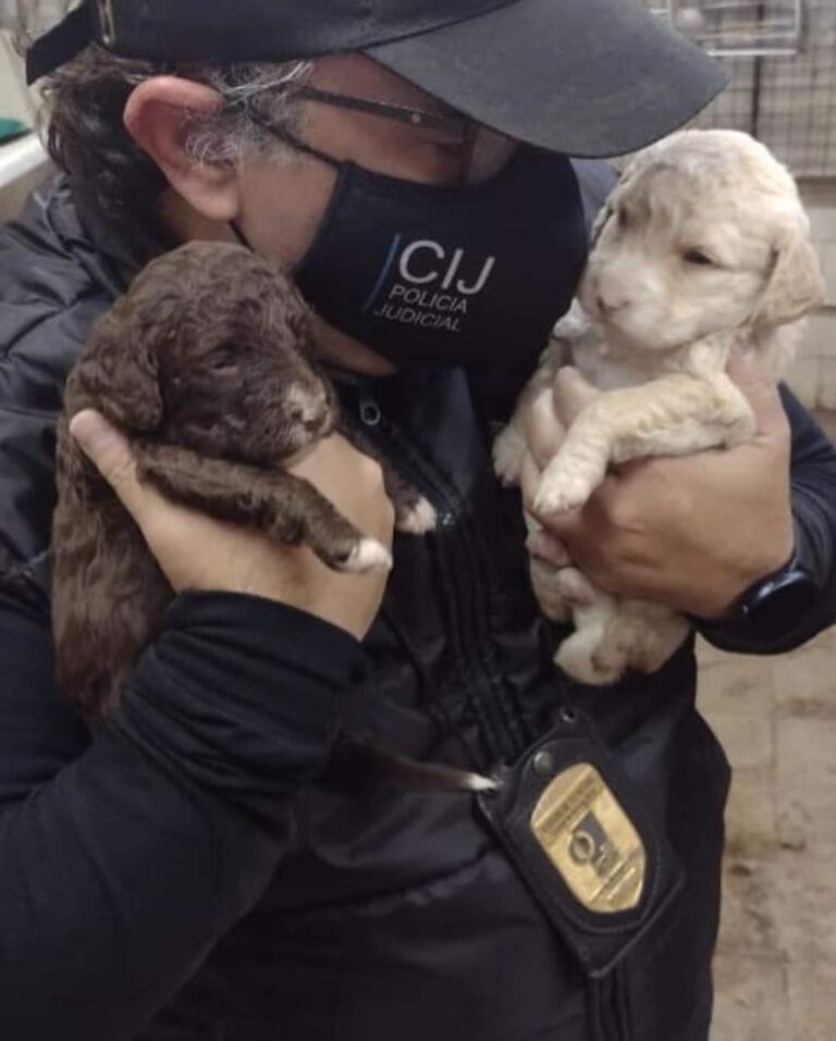 Clausuran por pésimas condiciones un criadero ilegal de perros