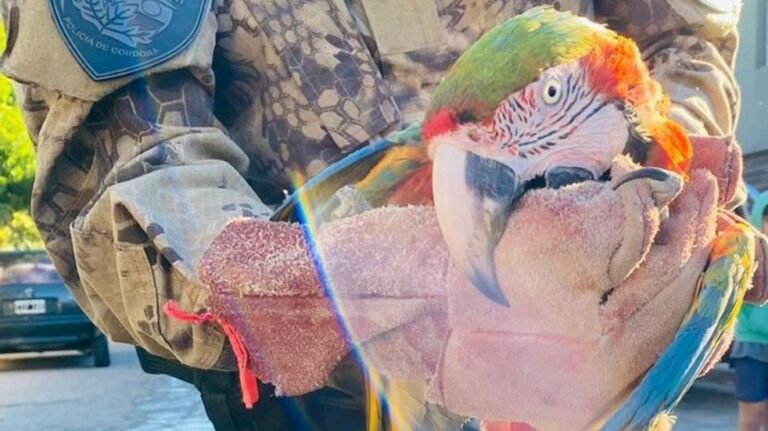 Rescataron un Guacamayo rojo
