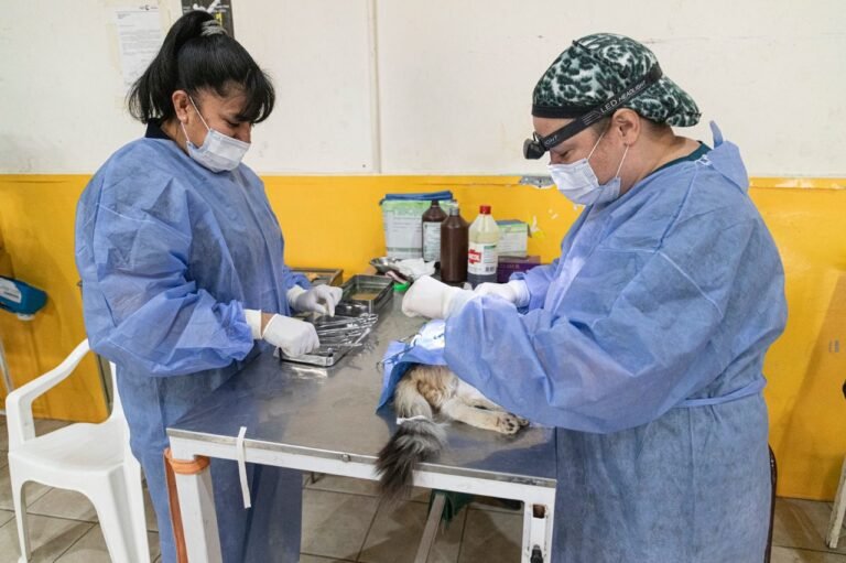Sólo en mayo se realizaron 1.100 castraciones en el trailer municipal
