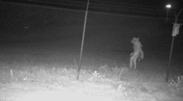 Misterio por la aparición de una extraña criatura cerca de un zoológico de Texas