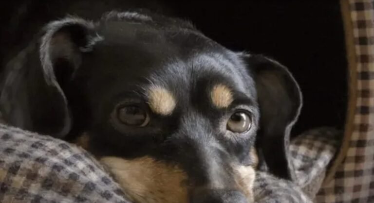 El perro Coco recuperó su libertad