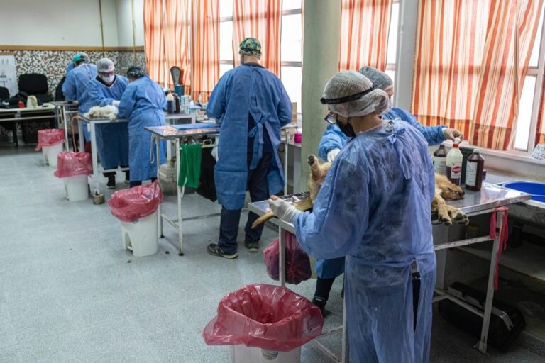 Más de 90 intervenciones en la jornada de castración en la Esc. 737